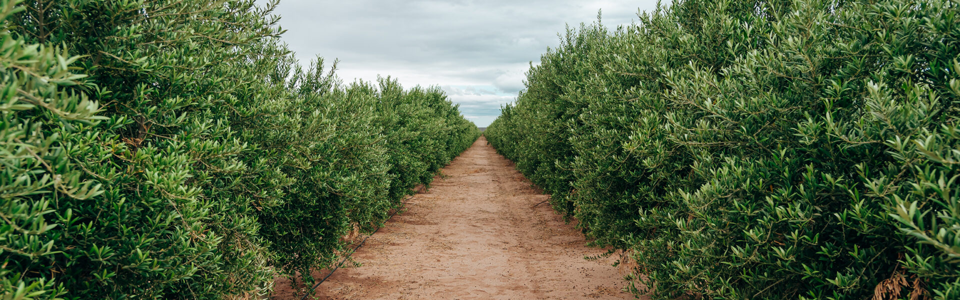 Plantación alineada de cultivos en terreno árido bajo cielo nublado, representando un sistema agrícola moderno y sostenible.