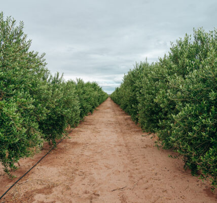 Plantación alineada de cultivos en terreno árido bajo cielo nublado, representando un sistema agrícola moderno y sostenible.