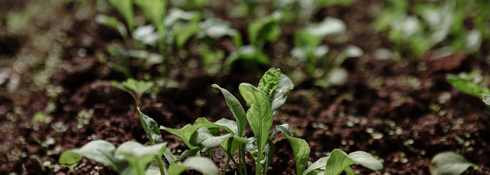 Plántulas verdes creciendo en suelo fértil, en etapa temprana de desarrollo agrícola bajo condiciones monitoreadas.