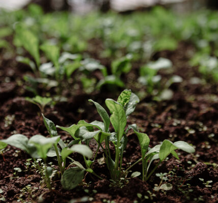 Plántulas verdes creciendo en suelo fértil, en etapa temprana de desarrollo agrícola bajo condiciones monitoreadas.