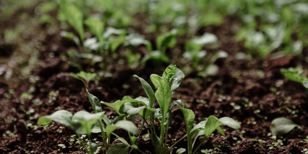 Plántulas verdes creciendo en suelo fértil, en etapa temprana de desarrollo agrícola bajo condiciones monitoreadas.