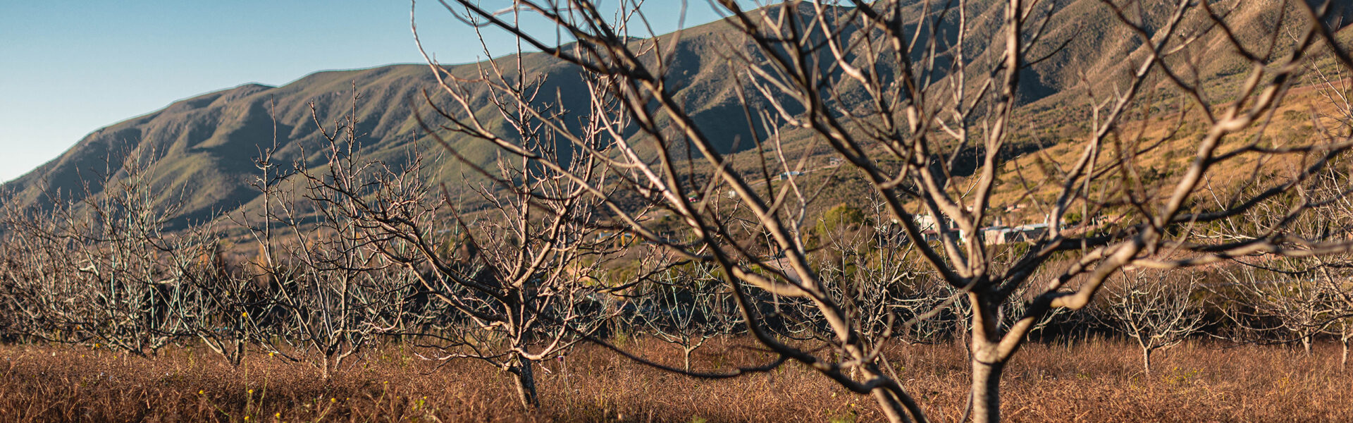 Paisaje rural con árboles sin hojas en reposo estacional, en un terreno seco junto a montañas, representando una región productiva agrícola en descanso.