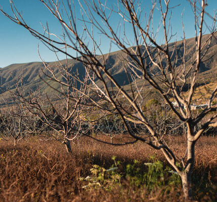 Paisaje rural con árboles sin hojas en reposo estacional, en un terreno seco junto a montañas, representando una región productiva agrícola en descanso.