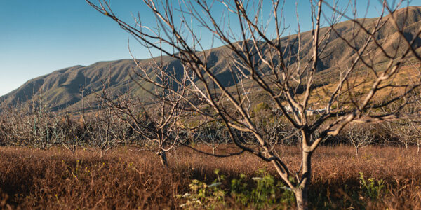 Paisaje rural con árboles sin hojas en reposo estacional, en un terreno seco junto a montañas, representando una región productiva agrícola en descanso.