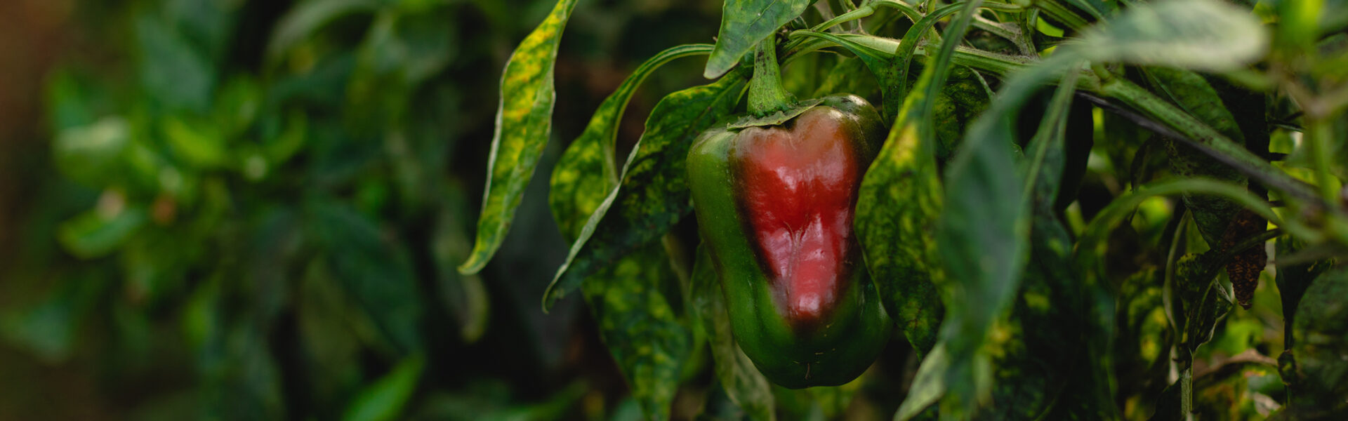 Pimiento en proceso de maduración cultivado con biofertilizantes naturales como BIOFERT GTG de Agro Sustentable.