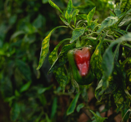 Pimiento en proceso de maduración cultivado con biofertilizantes naturales como BIOFERT GTG de Agro Sustentable.