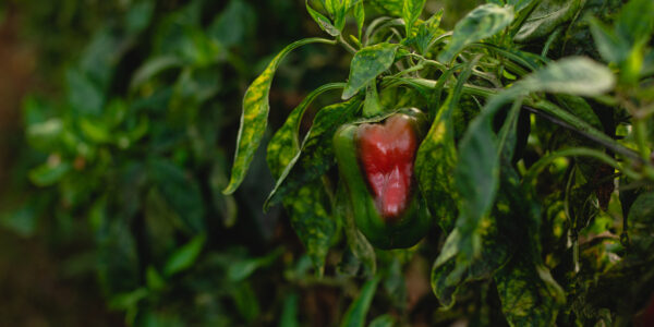 Pimiento en proceso de maduración cultivado con biofertilizantes naturales como BIOFERT GTG de Agro Sustentable.