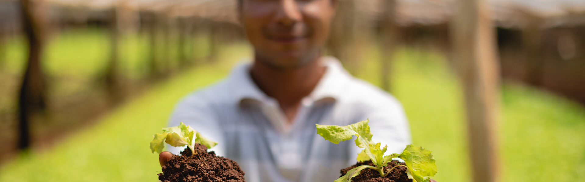 Productor sostiene plántulas con suelo fértil en sus manos dentro de un invernadero, símbolo de prácticas agrícolas sustentables.