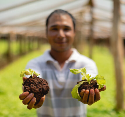 Productor sostiene plántulas con suelo fértil en sus manos dentro de un invernadero, símbolo de prácticas agrícolas sustentables.