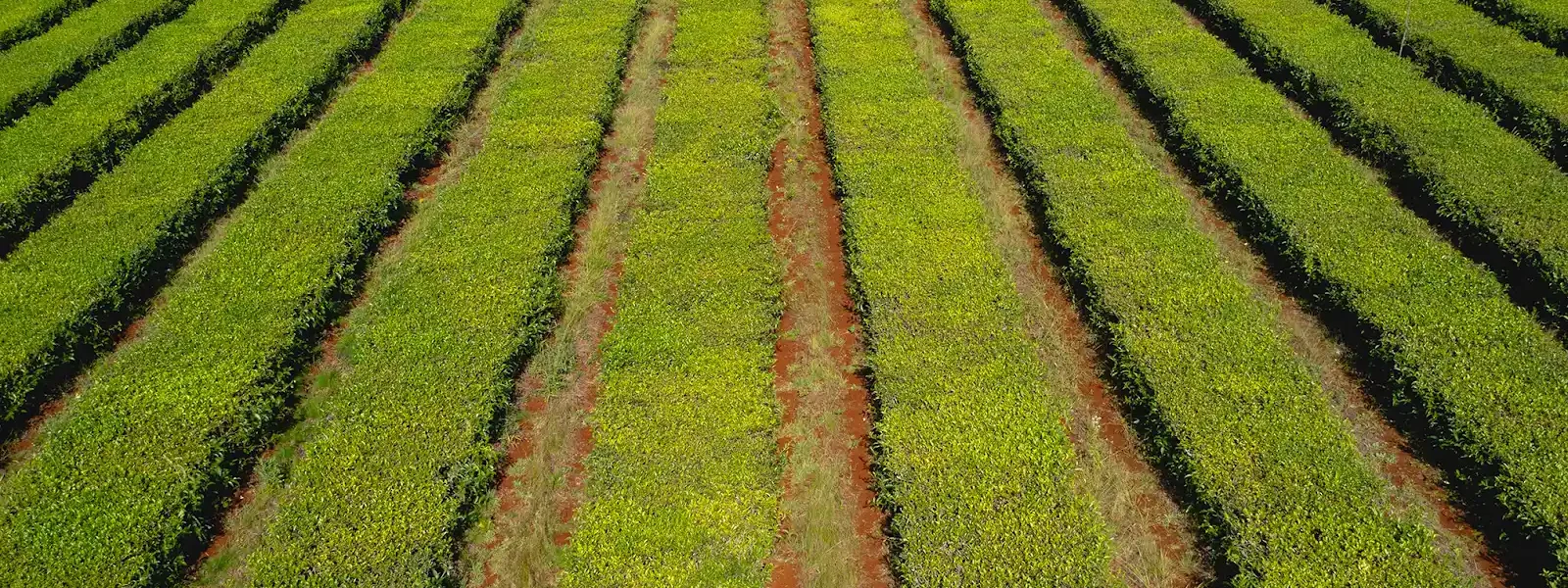 Vista aérea de un cultivo organizado en hileras paralelas, con plantas de color verde intenso sobre suelo rojizo en una plantación agrícola.