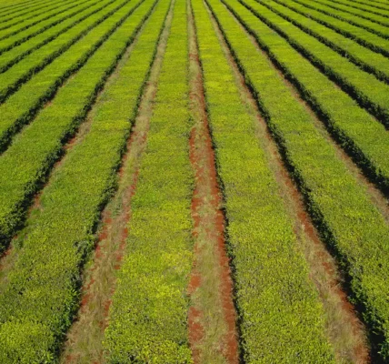 Vista aérea de un cultivo organizado en hileras paralelas, con plantas de color verde intenso sobre suelo rojizo en una plantación agrícola.