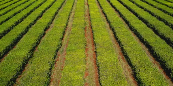 Vista aérea de un cultivo organizado en hileras paralelas, con plantas de color verde intenso sobre suelo rojizo en una plantación agrícola.