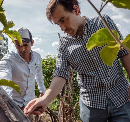 Dos hombres observan detenidamente una planta en un campo cultivado, rodeados de vegetación verde bajo un cielo parcialmente nublado.