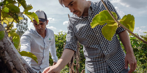Dos hombres observan detenidamente una planta en un campo cultivado, rodeados de vegetación verde bajo un cielo parcialmente nublado.
