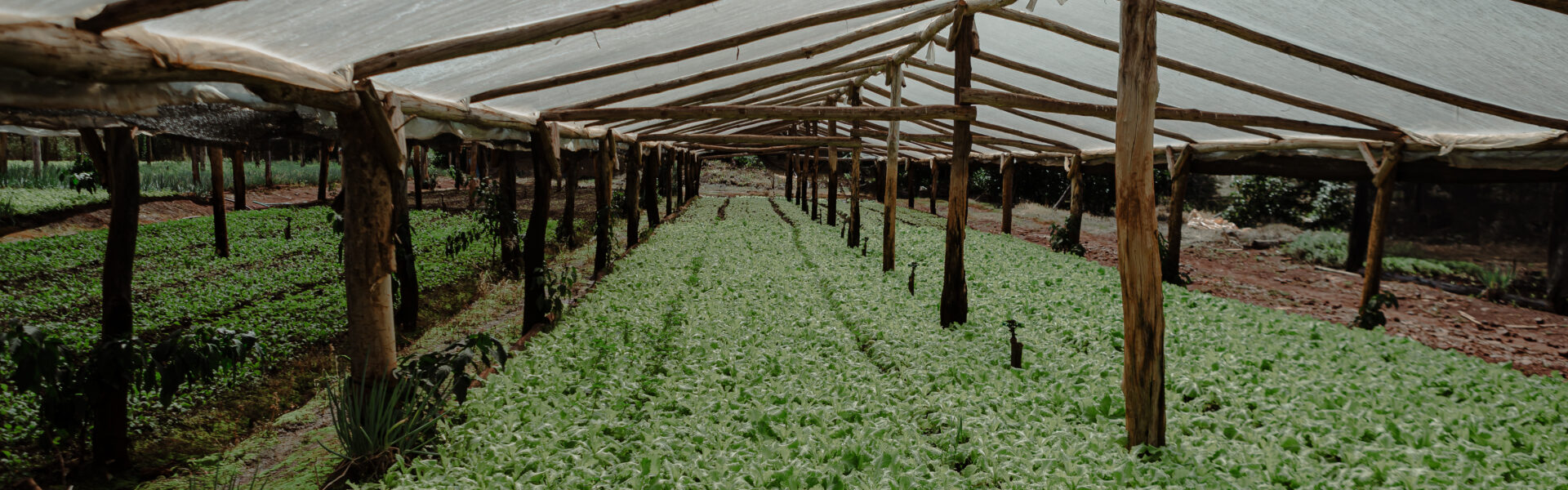 Invernadero de agricultura 4.0 con cultivos de hojas verdes y riego automatizado.