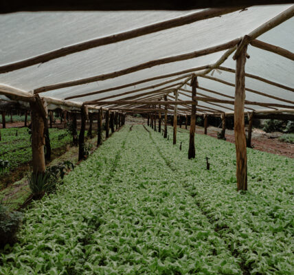 Invernadero de agricultura 4.0 con cultivos de hojas verdes y riego automatizado.