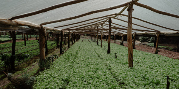 Invernadero de agricultura 4.0 con cultivos de hojas verdes y riego automatizado.