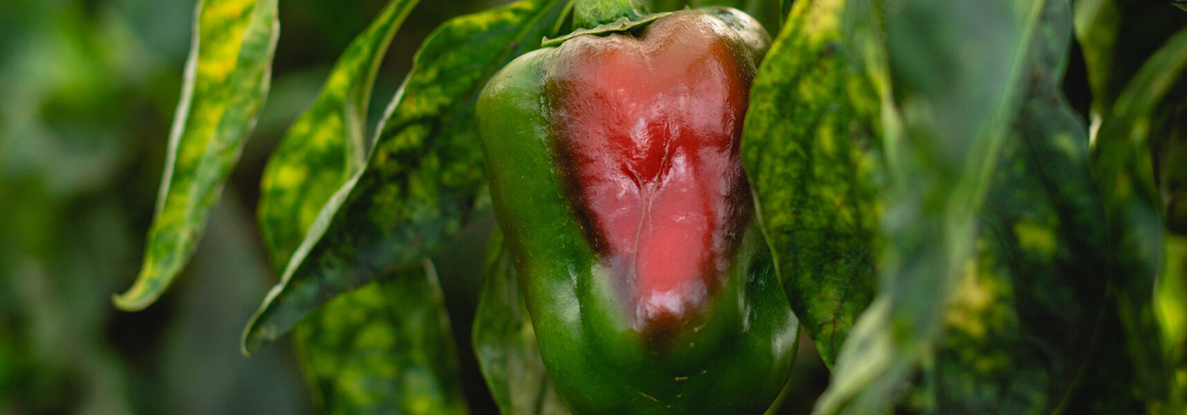 Pimiento en proceso de maduración en cultivo ecológico, rodeado de hojas verdes con signos de estrés foliar.