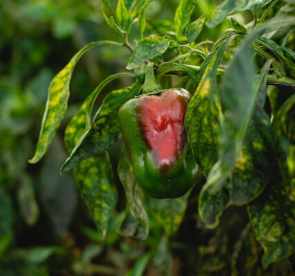 Pimiento en proceso de maduración en cultivo ecológico, rodeado de hojas verdes con signos de estrés foliar.