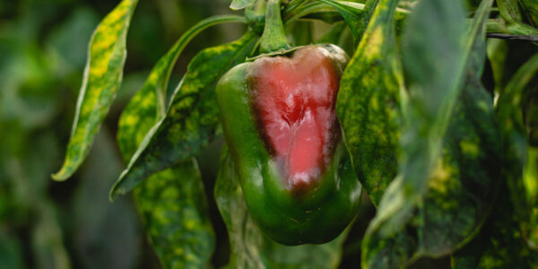 Pimiento en proceso de maduración en cultivo ecológico, rodeado de hojas verdes con signos de estrés foliar.