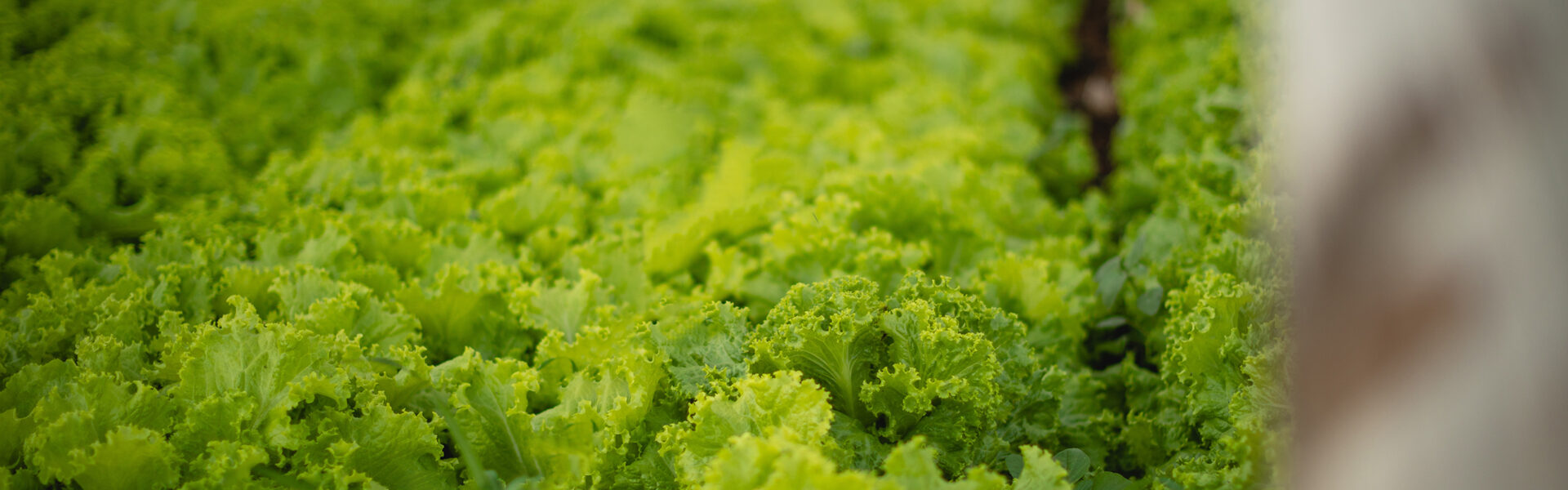 Cultivo ecológico de lechuga en invernadero, con hojas verdes y frondosas en hilera.