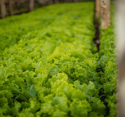 Cultivo ecológico de lechuga en invernadero, con hojas verdes y frondosas en hilera.