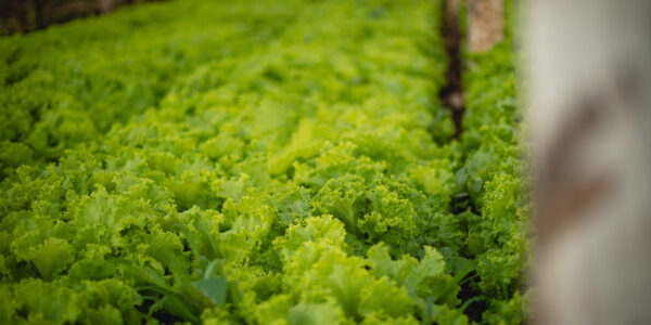 Cultivo ecológico de lechuga en invernadero, con hojas verdes y frondosas en hilera.