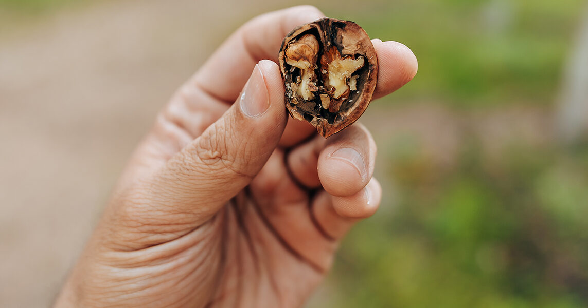 Mano sosteniendo una nuez partida, símbolo de agricultura sustentable en zonas áridas de Argentina.