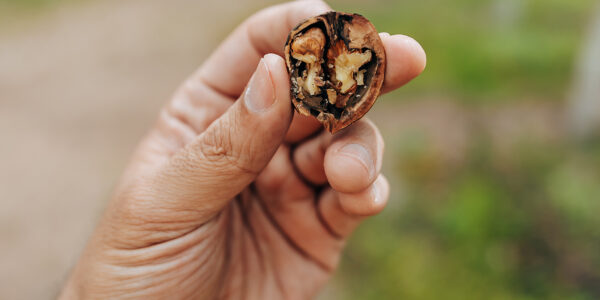 Mano sosteniendo una nuez partida, símbolo de agricultura sustentable en zonas áridas de Argentina.