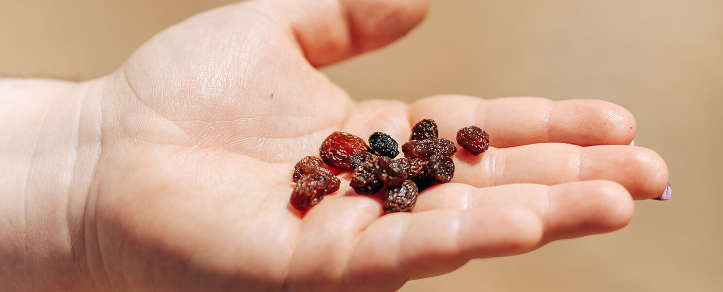 Mano sosteniendo uvas pasas, símbolo del valor agregado en la producción orgánica de frutas.