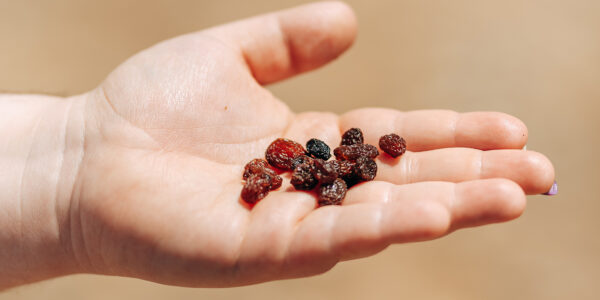 Mano sosteniendo uvas pasas, símbolo del valor agregado en la producción orgánica de frutas.