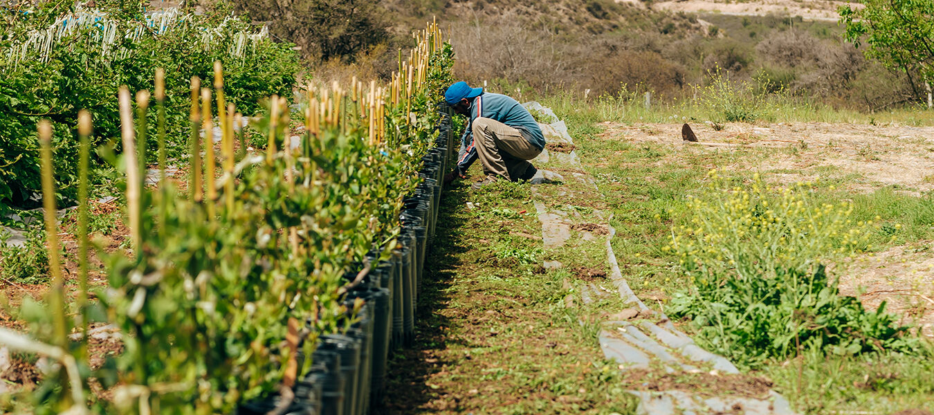 Persona trabajando en una plantación frutícola a cielo abierto en zona de montaña, aplicando técnicas de manejo sustentable.