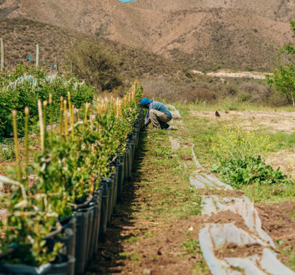 Persona trabajando en una plantación frutícola a cielo abierto en zona de montaña, aplicando técnicas de manejo sustentable.
