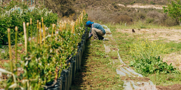 Persona trabajando en una plantación frutícola a cielo abierto en zona de montaña, aplicando técnicas de manejo sustentable.