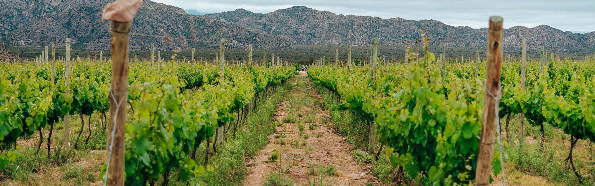 Viñedo orgánico en región montañosa con sistema de conducción por espaldera y cielo nublado.