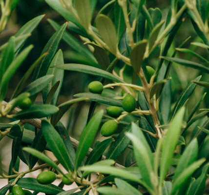 Detalle de ramas de olivo con aceitunas verdes creciendo en un entorno mediterráneo.