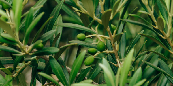 Detalle de ramas de olivo con aceitunas verdes creciendo en un entorno mediterráneo.