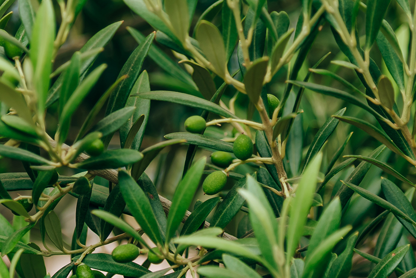 Detalle de ramas de olivo con aceitunas verdes creciendo en un entorno mediterráneo.