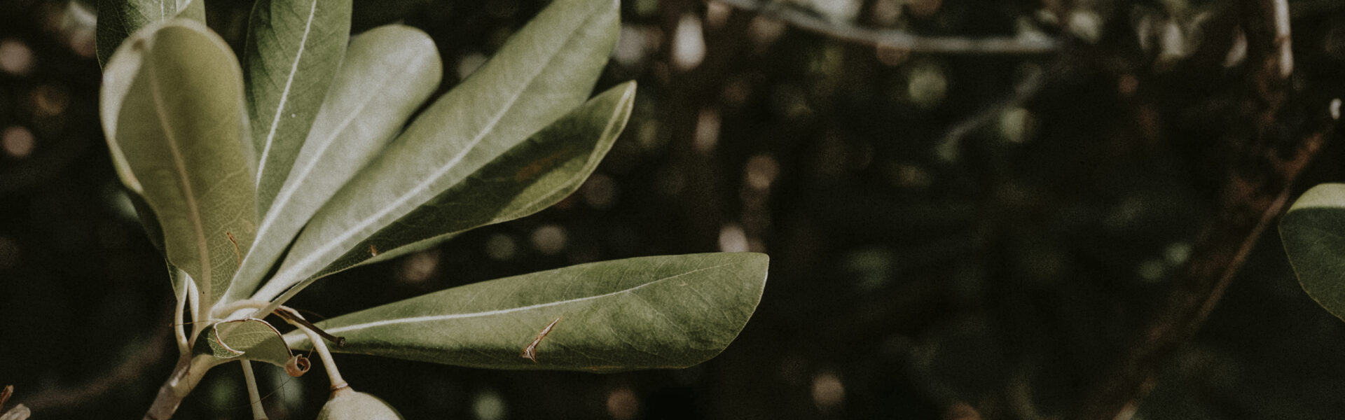 Aceitunas verdes creciendo en rama, símbolo de olivicultura orgánica y biodiversidad rural.