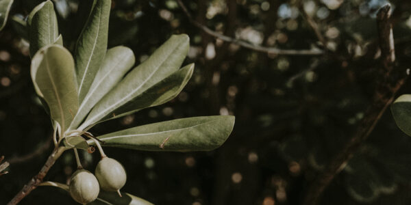 Aceitunas verdes creciendo en rama, símbolo de olivicultura orgánica y biodiversidad rural.