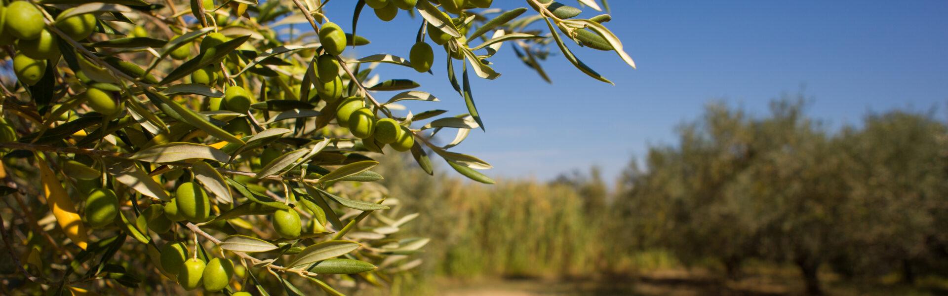 Primer plano de ramas de olivo cargadas de aceitunas verdes en un campo bajo cielo despejado.