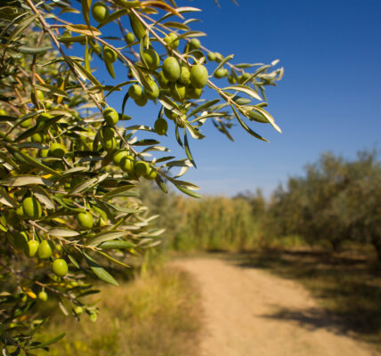 Primer plano de ramas de olivo cargadas de aceitunas verdes en un campo bajo cielo despejado.