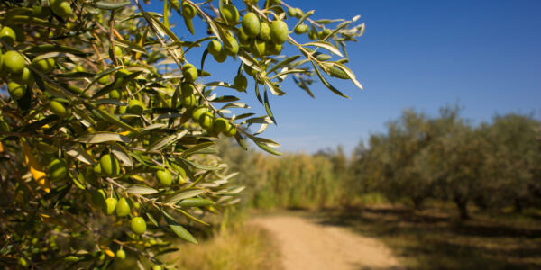 Primer plano de ramas de olivo cargadas de aceitunas verdes en un campo bajo cielo despejado.