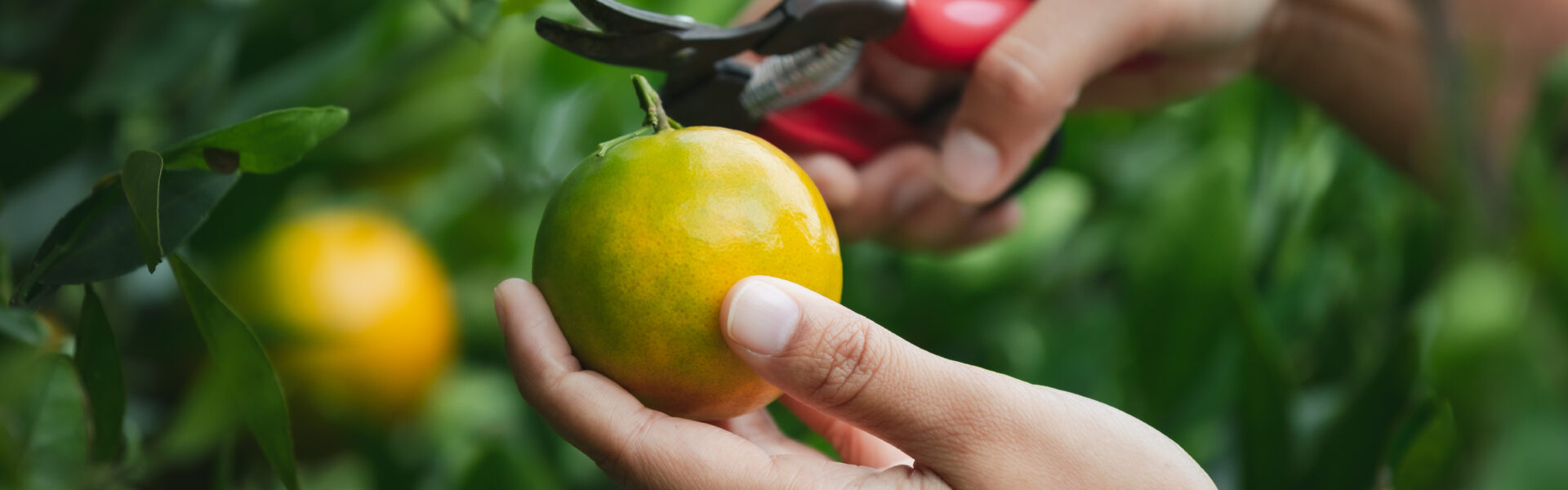 Mano cosechando una naranja con tijera de podar en finca citrícola, representando producción orgánica frente al cambio climático.