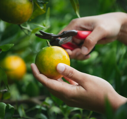 Mano cosechando una naranja con tijera de podar en finca citrícola, representando producción orgánica frente al cambio climático.
