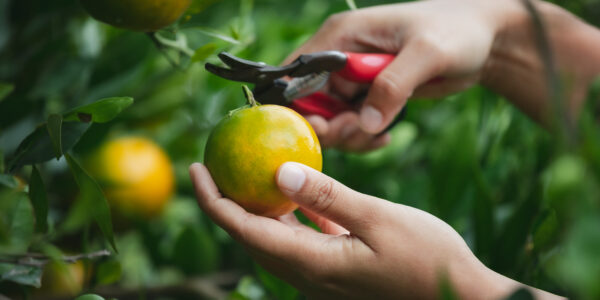 Mano cosechando una naranja con tijera de podar en finca citrícola, representando producción orgánica frente al cambio climático.