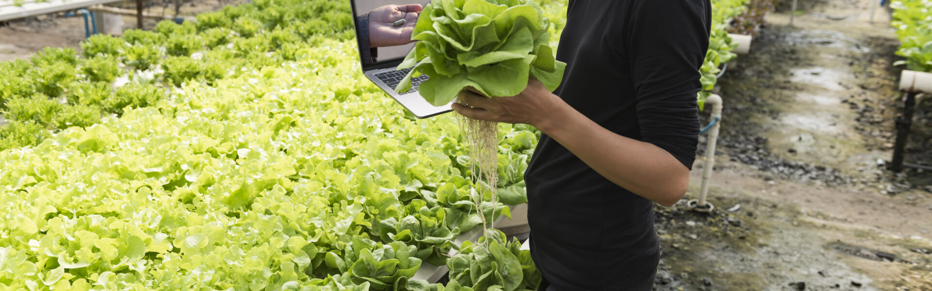 Productor en invernadero controla lechugas hidropónicas con laptop, integrando tecnología a cultivos intensivos sustentables.