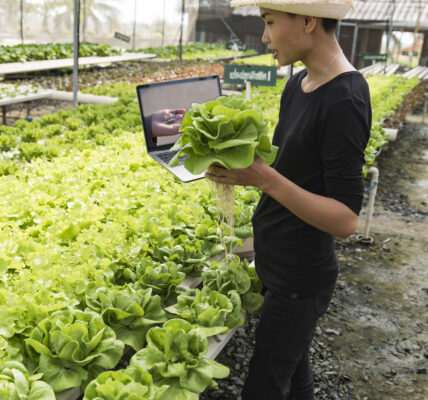 Productor en invernadero controla lechugas hidropónicas con laptop, integrando tecnología a cultivos intensivos sustentables.