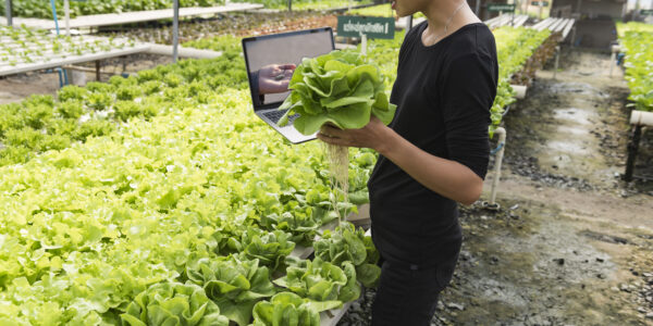 Productor en invernadero controla lechugas hidropónicas con laptop, integrando tecnología a cultivos intensivos sustentables.