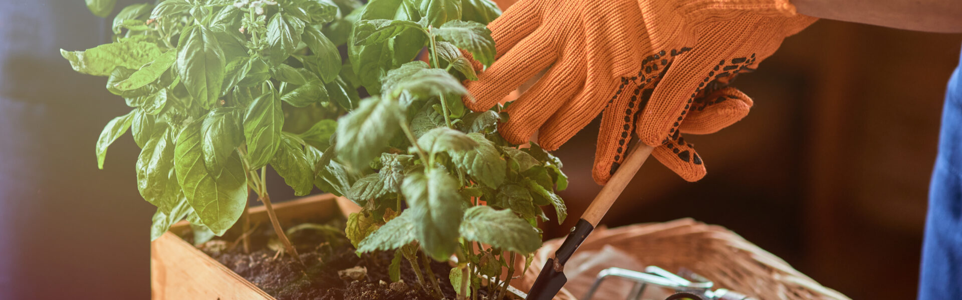 Manos con guantes naranjas cuidando plantas en huerta agroecológica con herramientas manuales y compost en caja de madera.